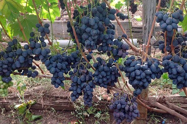 Виноград Руслан: суперзвезда среди сортов с захватывающими характеристиками