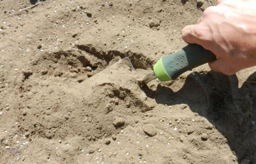 На песчаных грунтах: секреты успешного выращивания огурцов и зелени