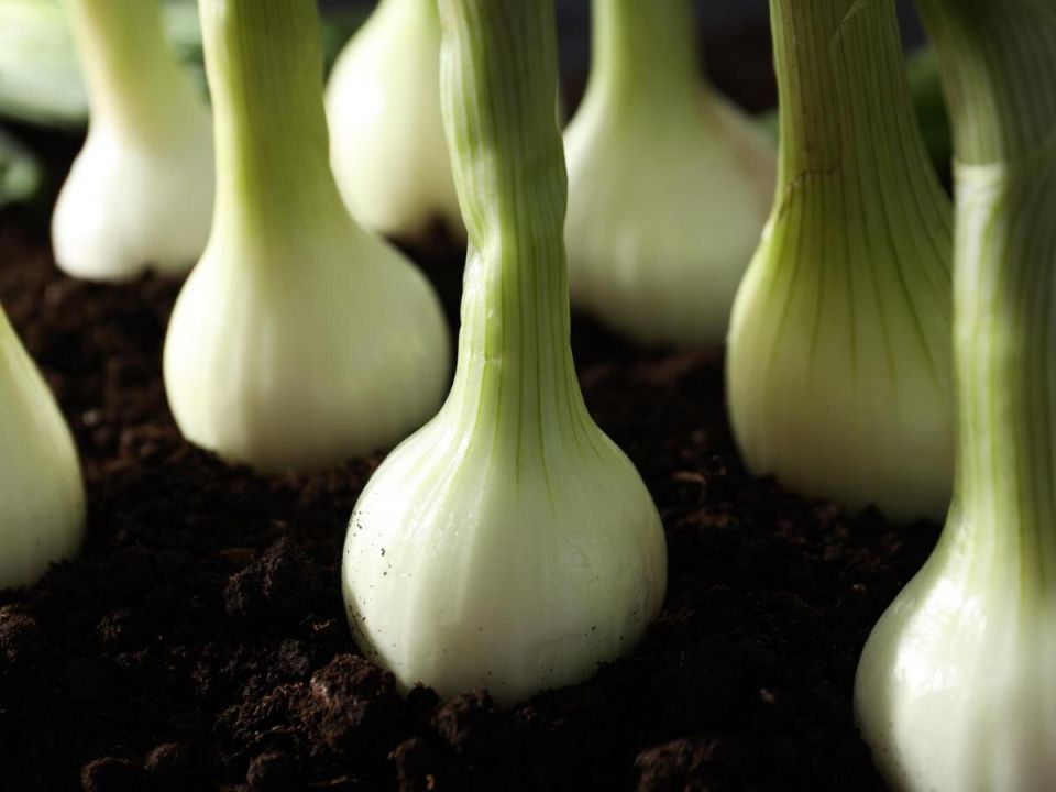 Как вырастить крупный и сочный лук: секреты успешного урожая