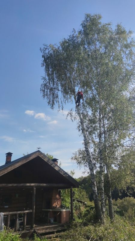 Когда вырубка деревьев становится проблемой