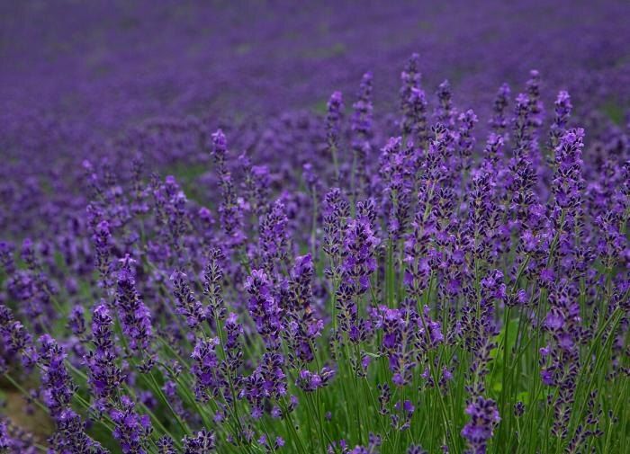 Как легко размножить лаванду: три простых способа для вашего сада
