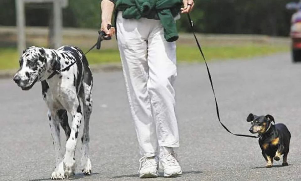 Пеня за пушистиков: о чем стоит помнить владельцам домашних животных в 2025 году