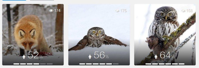 "Дикий животный мир: хищники"