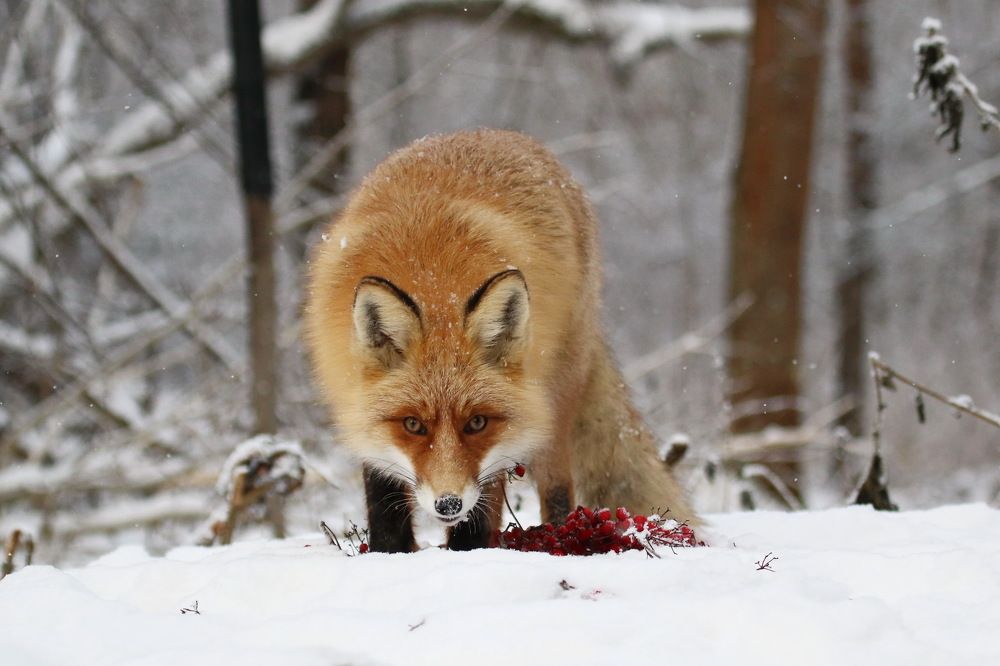"Дикий животный мир: хищники" "Дикий животный мир: хищники"