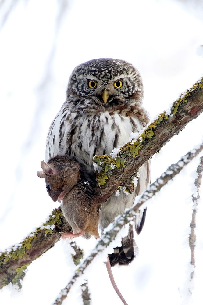 "Дикий животный мир: хищники" "Дикий животный мир: хищники"
