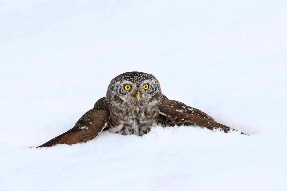 "Дикий животный мир: хищники" "Дикий животный мир: хищники"