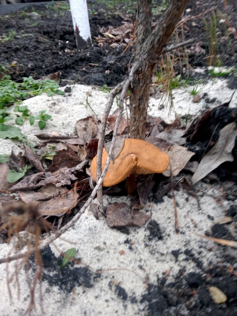 Шёл декабрь... Грибов не желаете? Шёл декабрь... Грибов не желаете?