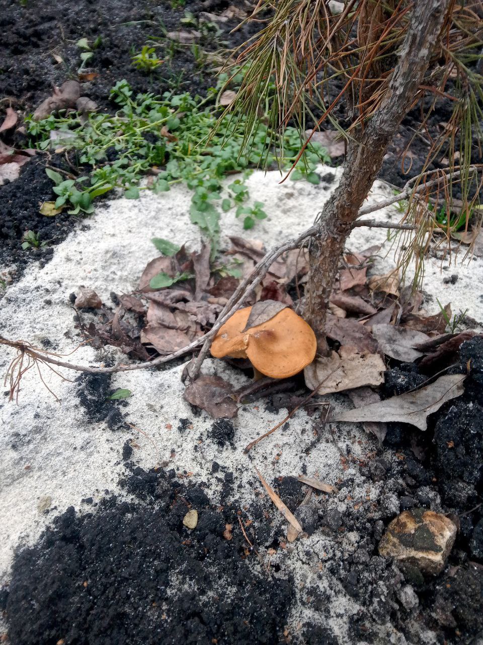 Шёл декабрь... Грибов не желаете? Шёл декабрь... Грибов не желаете?