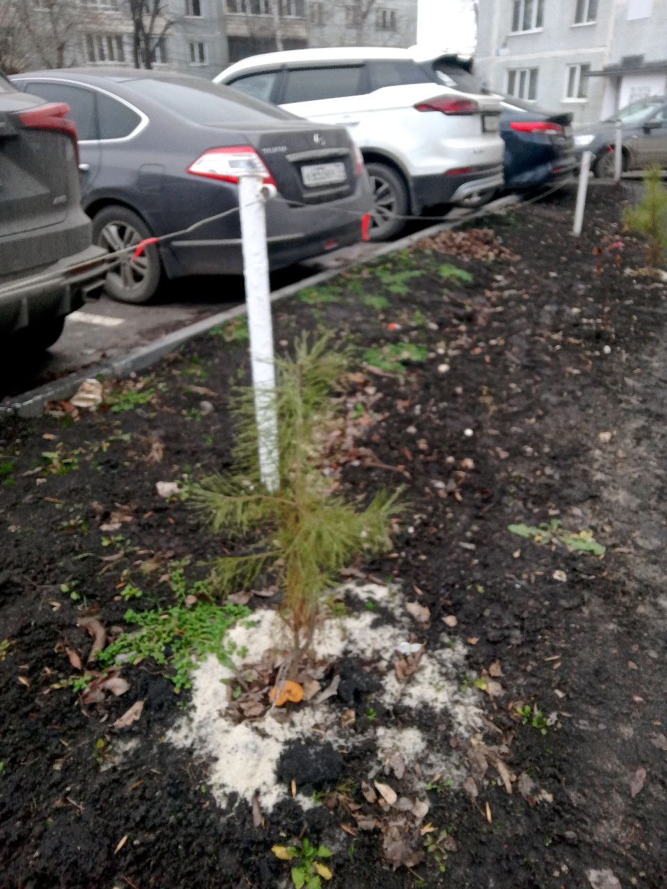 Шёл декабрь... Грибов не желаете?