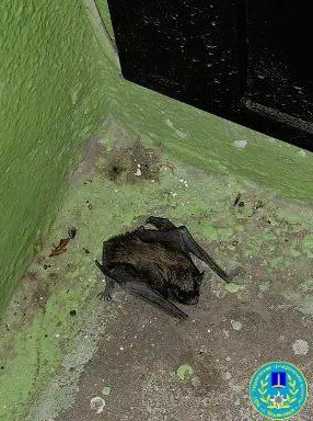Летучая мышь залетела в подъезд дома по улице Отрадной, 8