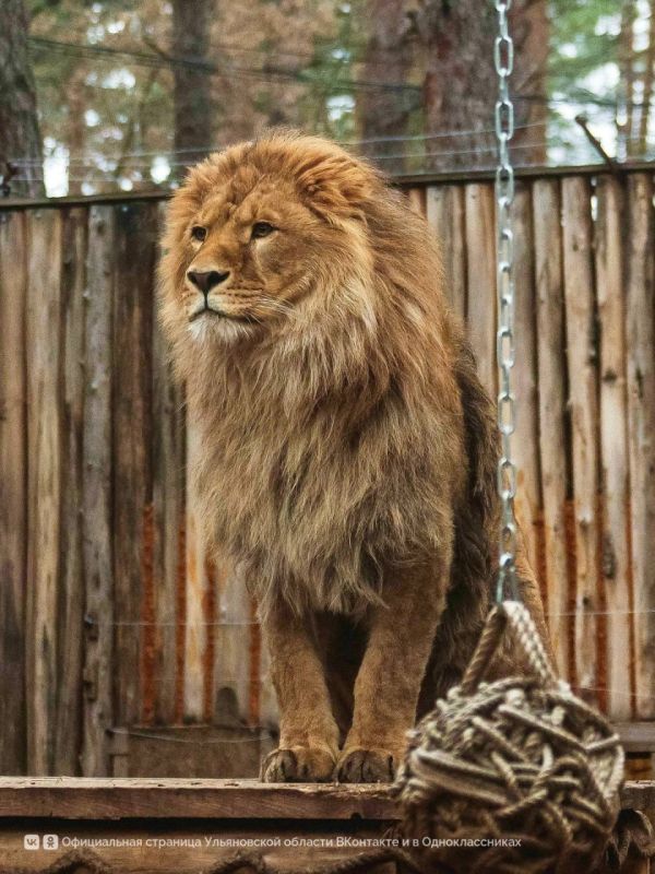 На фотографии Дмитрия Сандимирова — лев Цезарь из Ульяновского зоопарка