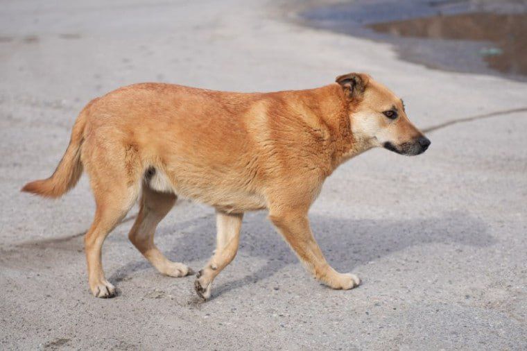 Глава Ульяновска Александр Болдакин поручил принять исчерпывающие меры для поиска хозяев собаки, напавшей на ребёнка в Заволжье