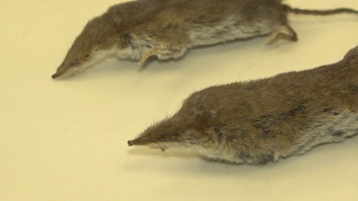 В Ульяновске представили результаты исследований природы нашей области в уходящем году