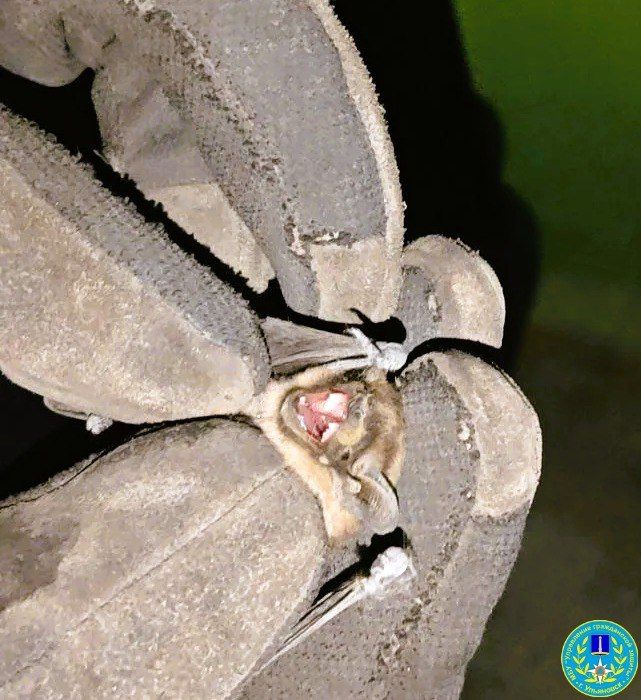 Летучая мышь залетела в подъезд на улице Отрадной: жильцы сначала испугались, потом ее спасли