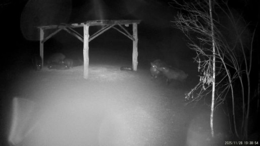 Ночные приключения кабанчиков у подкормочной площадки попали на видео