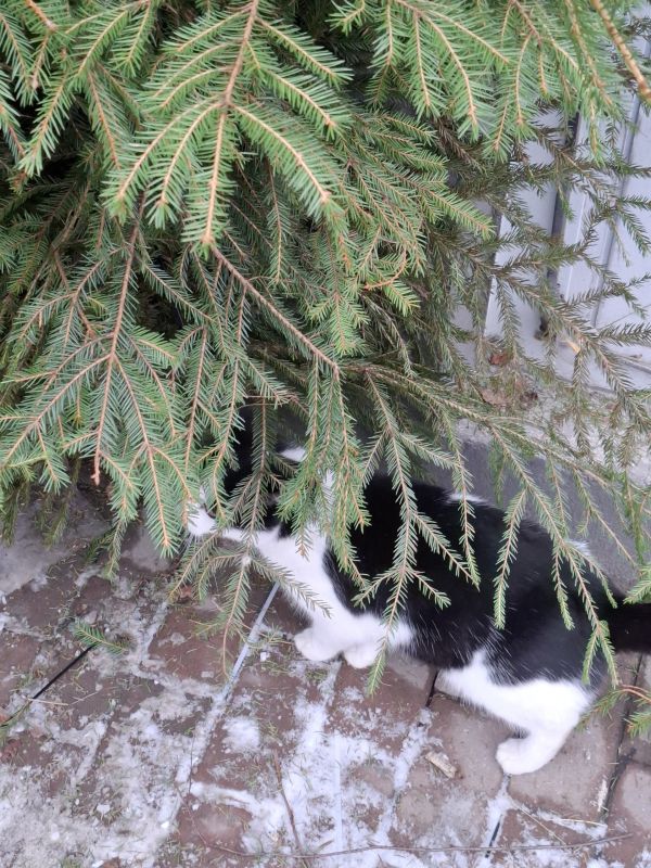 ������ ����, ������!. 12 ������� ��������� ���� ����������� ���������� ���������, ���� ���������� ������, ������������� ���� ������������ � ���� ����������� �� ����