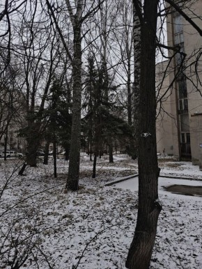 Доброе утро, друзья!. Сегодня, 13 декабря, отмечаем День главного редактора, Праздник живота, День медведя, День горячего какао и День вертолётчика