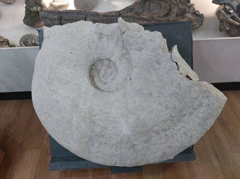 Раковина достигала 140 сантиметров: Коллекция Ундоровского палеонтологического музея пополнилась крупнейшим в России аммонитом