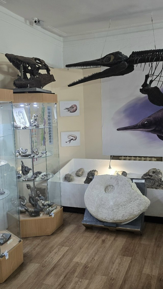 Один из крупнейших аммонитов возрастом около 90 млн лет передали в коллекцию Ундоровского палеонтологического музея Один из крупнейших аммонитов возрастом около 90 млн лет передали в коллекцию Ундоровского палеонтологического музея