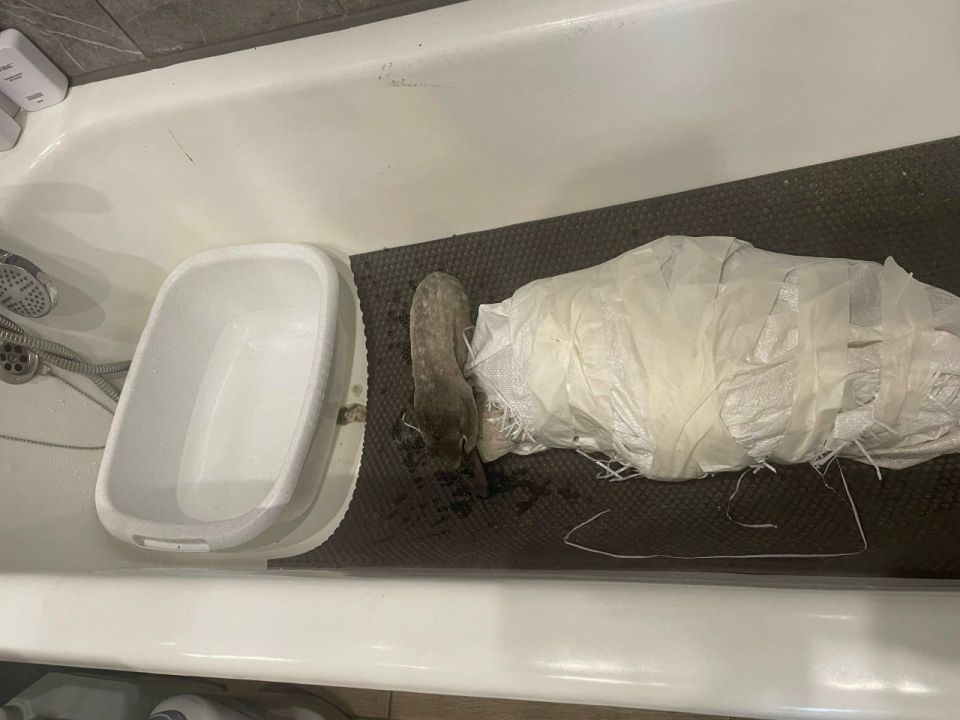 ���������� � ���� ��������� �������� ������ ��������� � ����������� �������