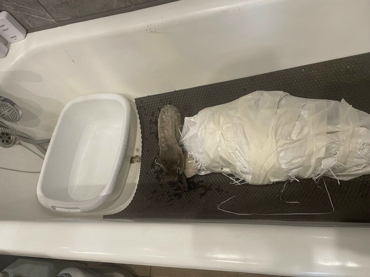 Спасенного в селе Смородино молодого лебедя отправили в ульяновский зоопарк