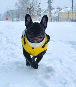 Доброе утро, друзья!. Сегодня, 16 декабря, отмечаем День покорения вершин, День лохматых, День нейрофитнеса и День мировой немоты и тишины