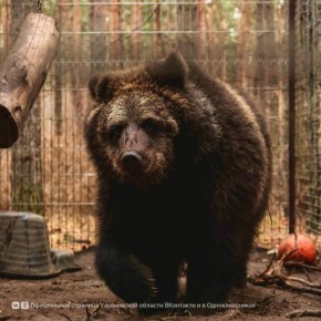 На фотографии Дмитрия Сандимирова — бурый медведь из Ульяновского зоопарка