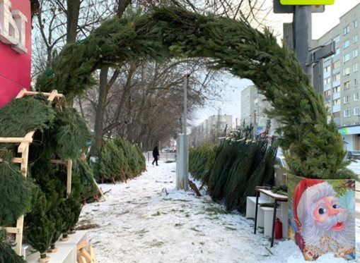 В областном центре начали продавать новогодние ёлки