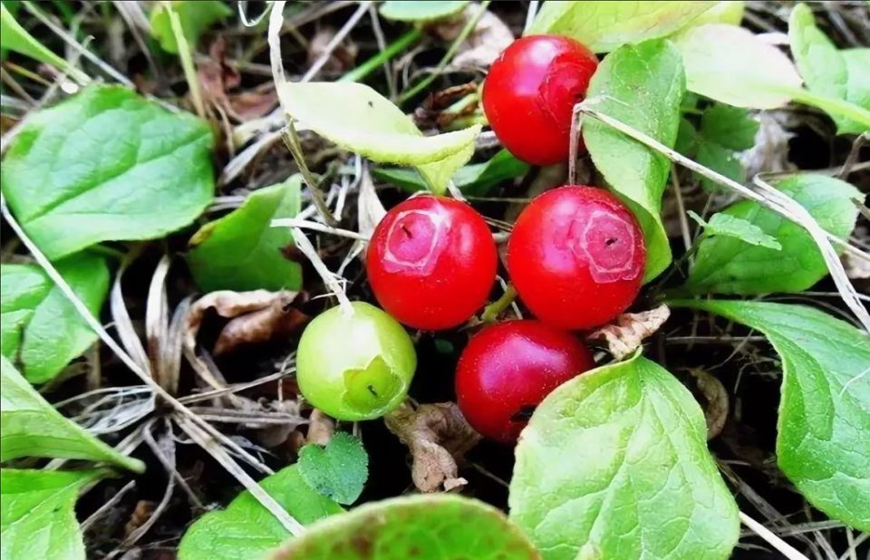 ��� ���������� �����: �������� � � ������������ ��������