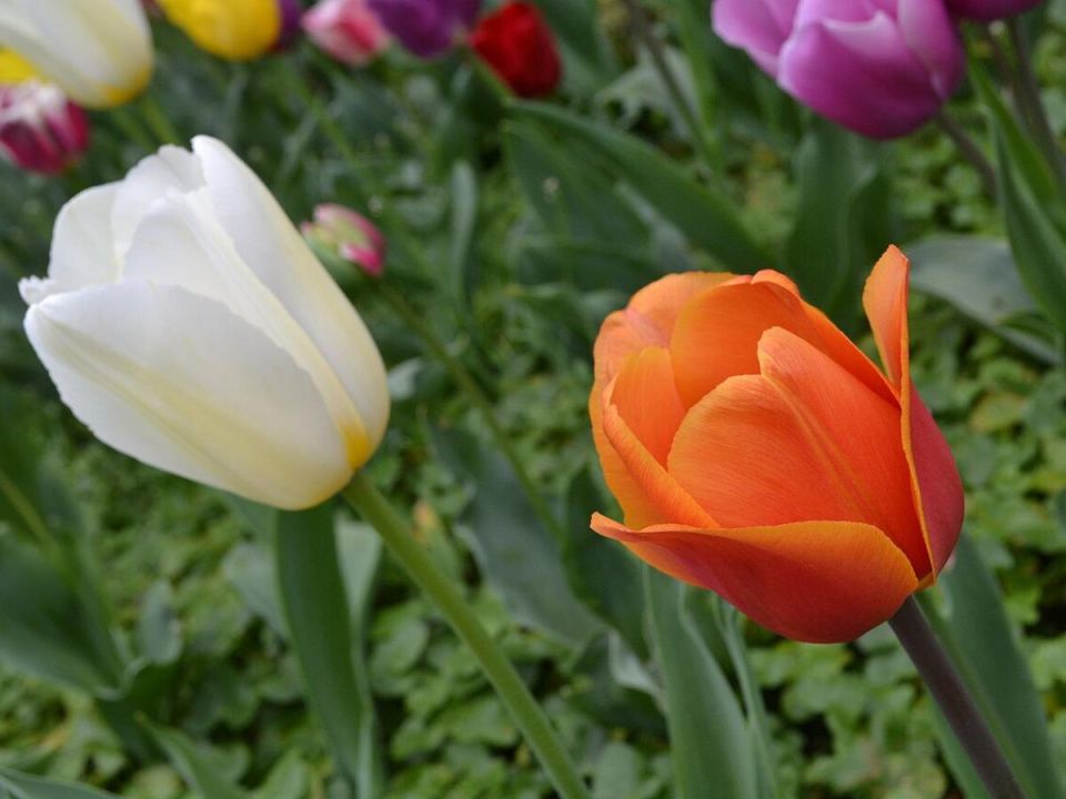 ������� ����� �� ����������: ��� ��������� �������� � ��������� ��������