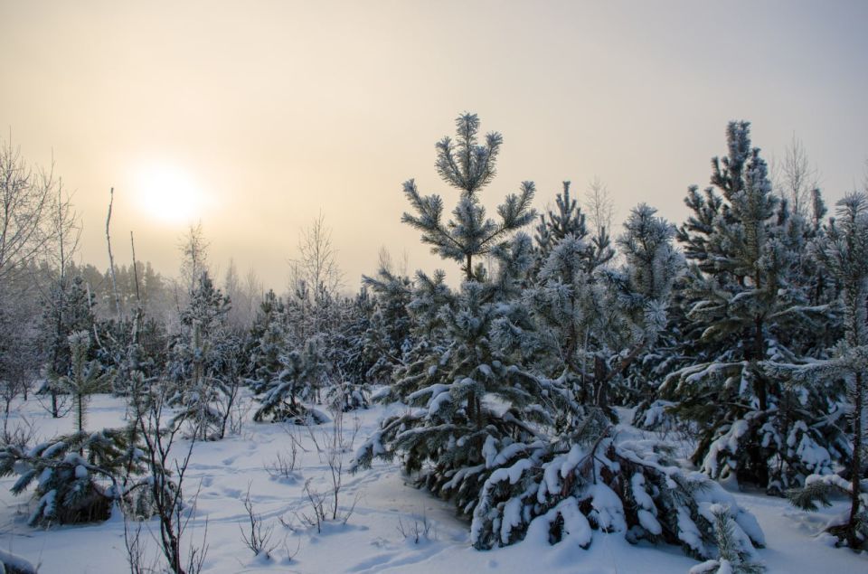 � 2025 ���� �� ����������� ������� � ������ ������� ������ ������� 37 ����� ����