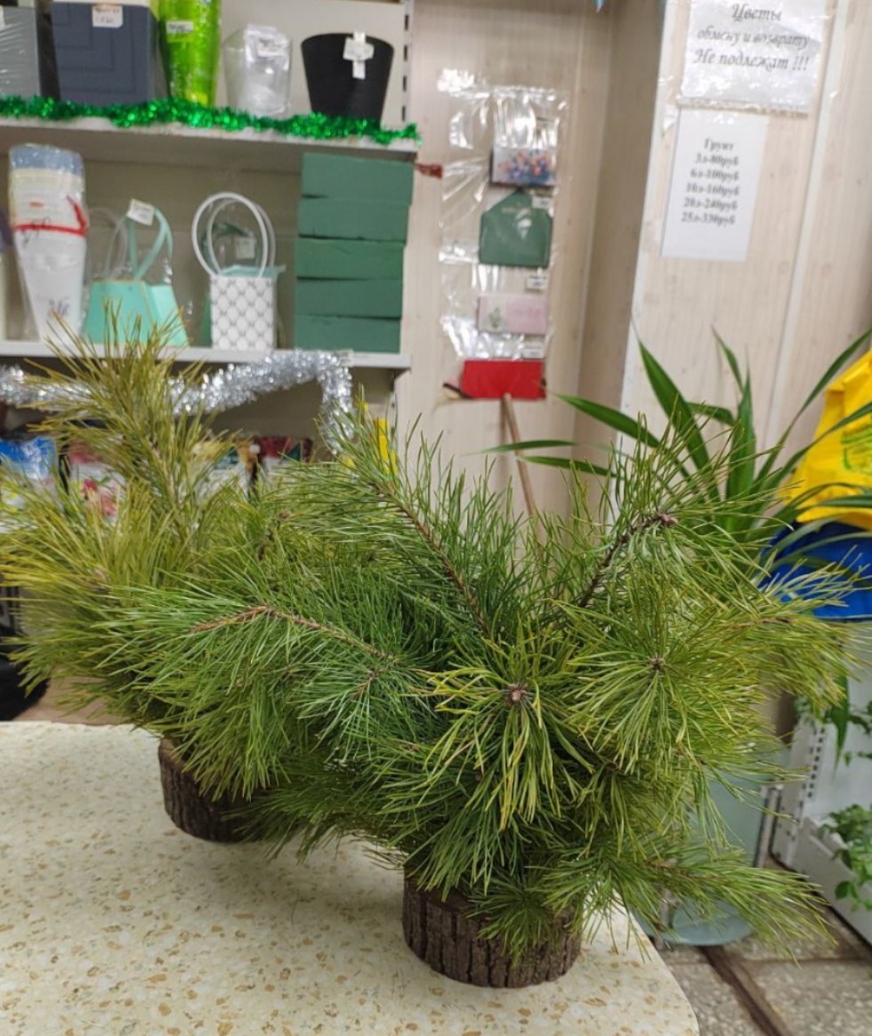 Помните новый год в детстве с тем самым запахом настоящей елки?