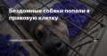 Бездомные собаки попали в правовую клетку