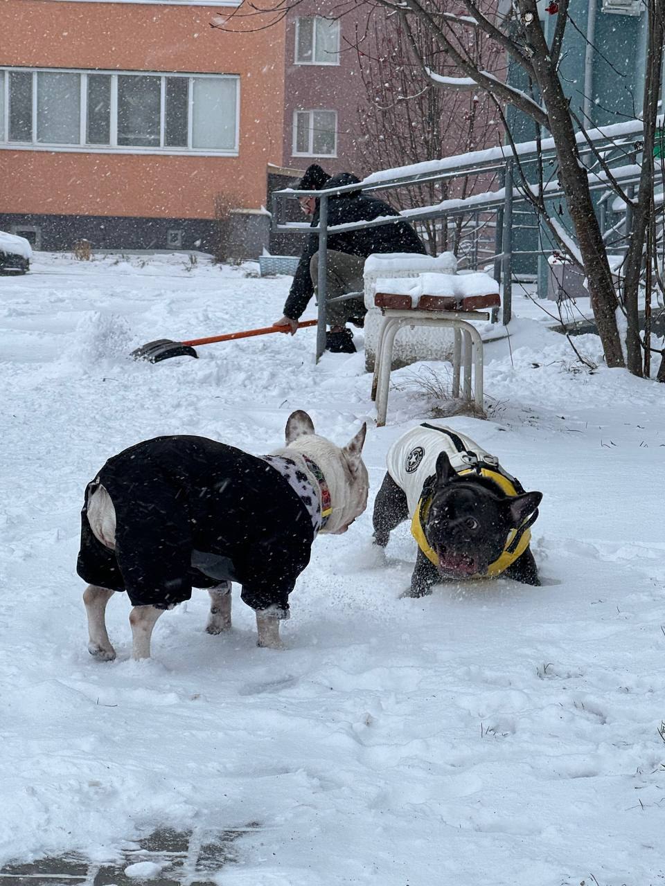 Доброе утро, друзья!. Сегодня, 21 декабря, празднуем День зимнего солнцестояния, День пожимания лап, День горячего шоколада и День рождения кроссворда