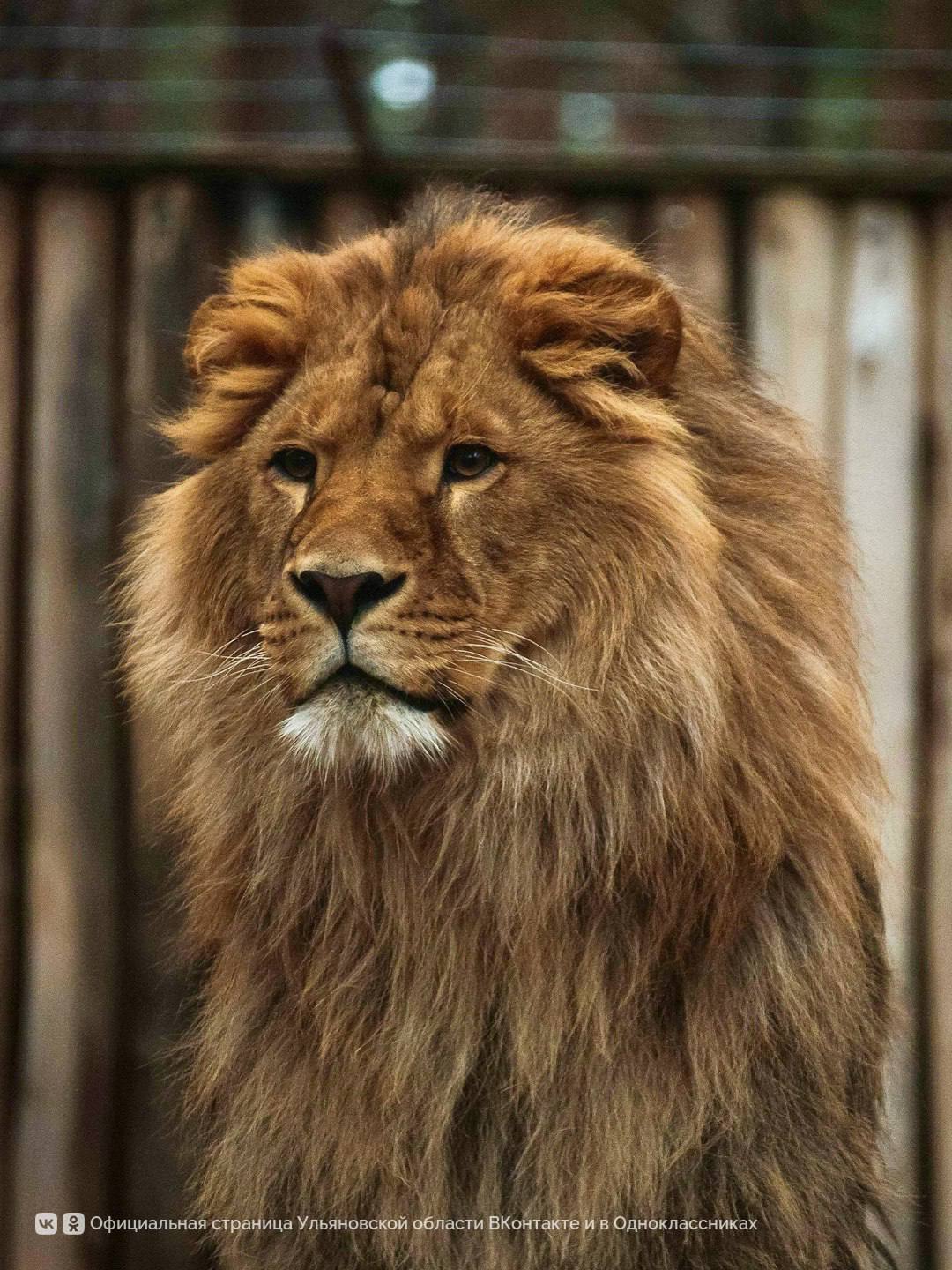 На фотографиях Дмитрия Сандимирова — лев Цезарь из Ульяновского зоопарка На фотографиях Дмитрия Сандимирова — лев Цезарь из Ульяновского зоопарка