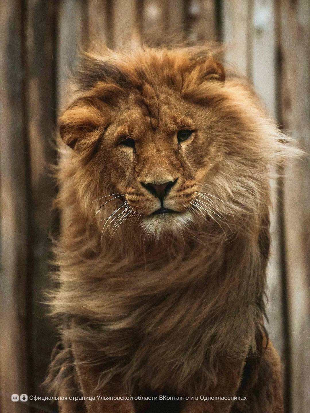 На фотографиях Дмитрия Сандимирова — лев Цезарь из Ульяновского зоопарка На фотографиях Дмитрия Сандимирова — лев Цезарь из Ульяновского зоопарка