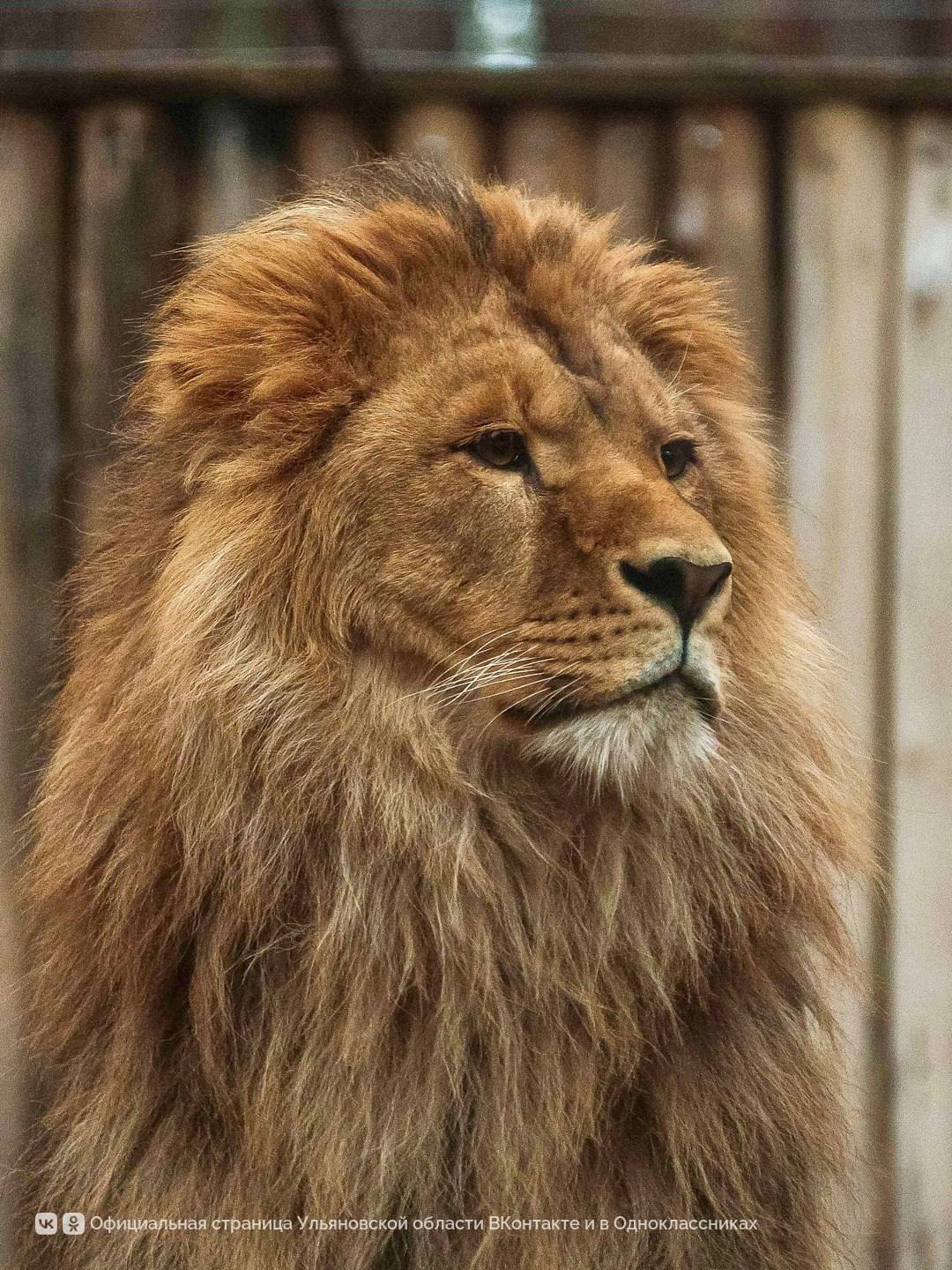 На фотографиях Дмитрия Сандимирова — лев Цезарь из Ульяновского зоопарка