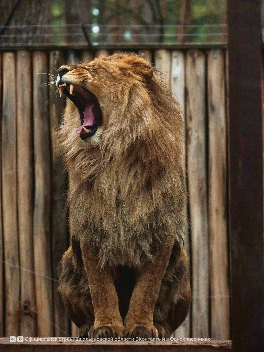 На фотографиях Дмитрия Сандимирова — лев Цезарь из Ульяновского зоопарка На фотографиях Дмитрия Сандимирова — лев Цезарь из Ульяновского зоопарка