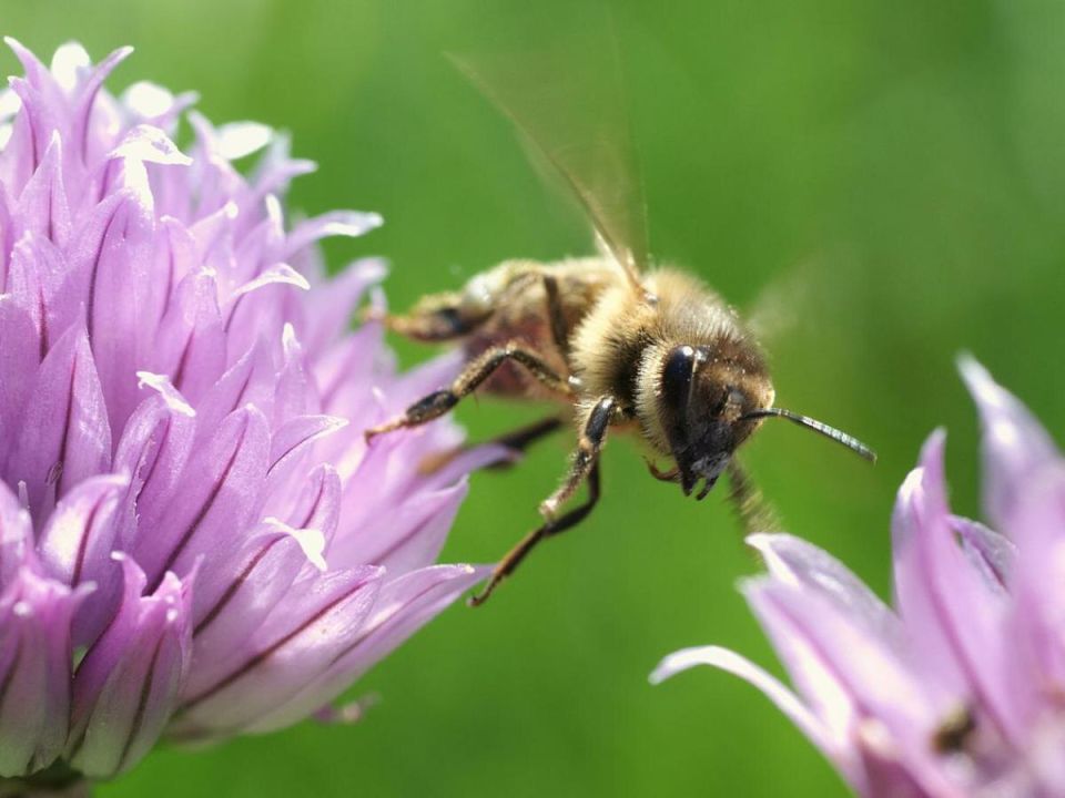 Как защитить свой сад от агрессивных шершней с помощью природных средств