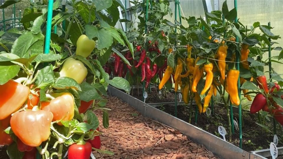 Секреты успешной рассады: как луковая шелуха поможет вырастить богатый урожай