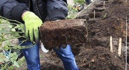 Когда и как весной сажать розы: советы для идеального сада