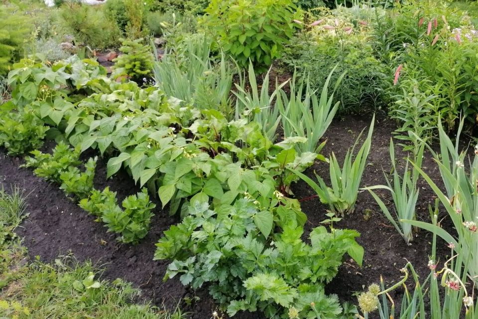 Как планирование посадок может повысить урожайность вашего огорода