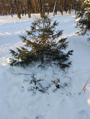 В парке «Молодежный» неизвестные спилили ель