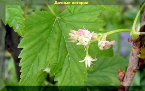 Как защитить смородину от опасного заболевания: важные советы для садоводов