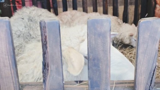 Алексей Русских: Друзья, от всего сердца поздравляю вас с Рождеством Христовым!