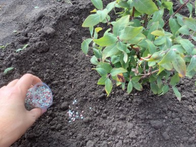 Эффективные весенние подкормки для сада