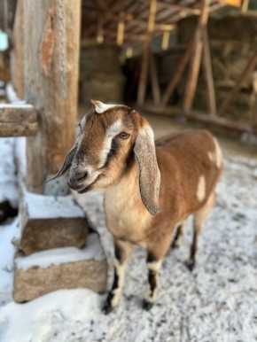 Доброе утро, друзья!. 7 января отмечается Православный праздник — Рождество Христово