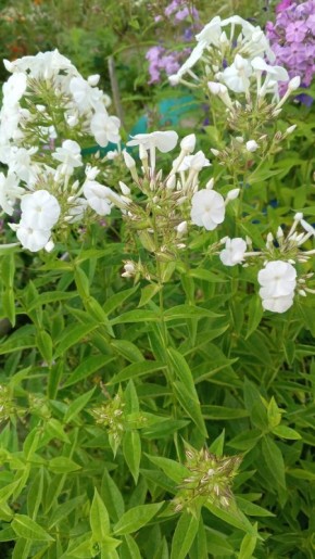 ��� ������������� ����� �������� ���������� ������� � ������������ �����