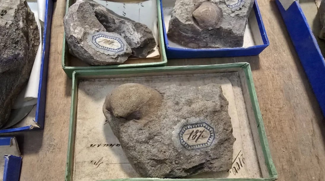 Подписывал находки сам Петр Языков: В палеонтологический музей привезли окаменелости, найденные в Симбирской губернии в 19 веке