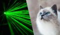 Почему кошки так одержимы лазером?